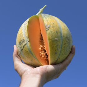 Petit Gris De Rennes Melon Seed