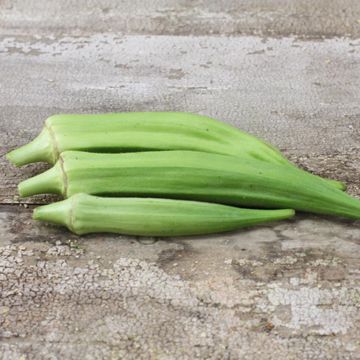 Clemson Spineless Okra Seed