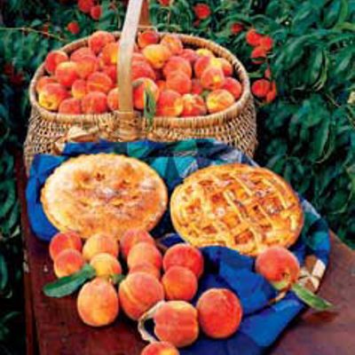 Photo of Cold-Hardy Peach Tree Collection