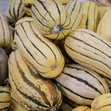 Delicata Squash Seed