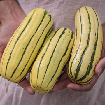 Delicata Squash Seed