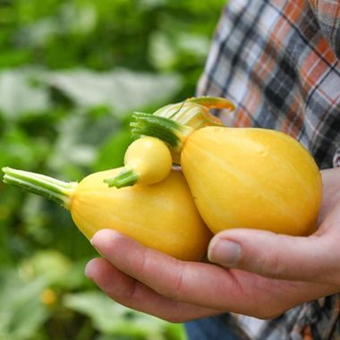 Lemon Summer Squash Seed