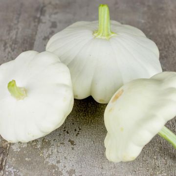 White Scallop Summer Squash Seed