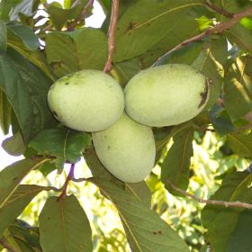 Wabash® Pawpaws ripening