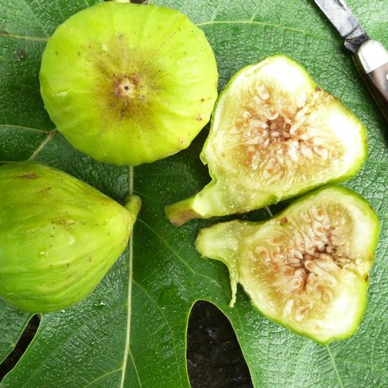 Lattarula Ripe Figs