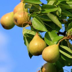 Pineapple Pears ripening on a tree