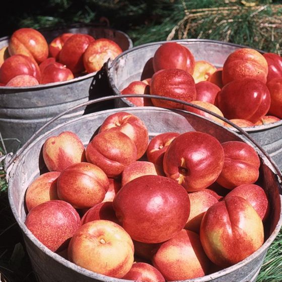 Stark® RedGold Nectarines