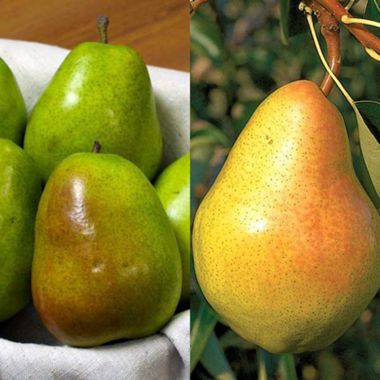 Anjou Pear and the Bartlett Pear