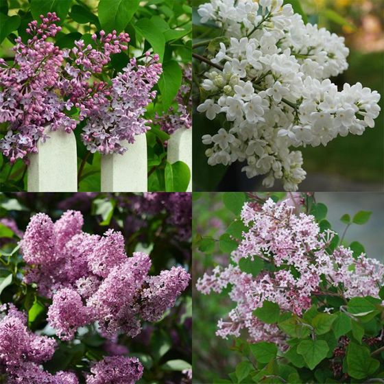 Lilac plants
