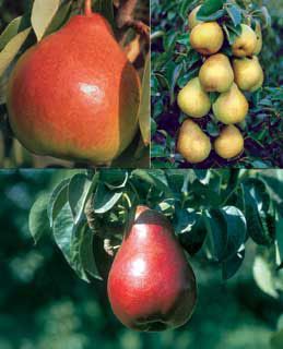 Photo of Premium Pear Assortment