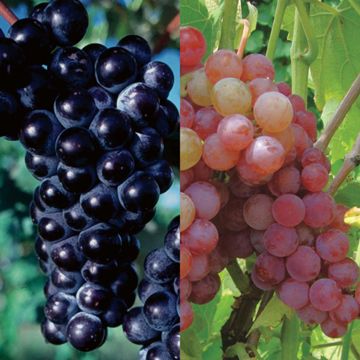 Bicentennial Grape Vine Collection
