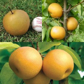 Asian Pear Trees
