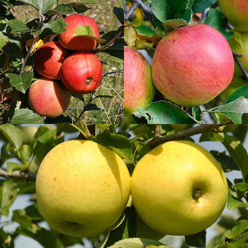 Antique Treasures Collection Apple Trees Stark Bro’s