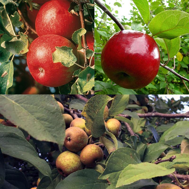 Cider Apple Tree Collection Apple Trees Stark Bro’s