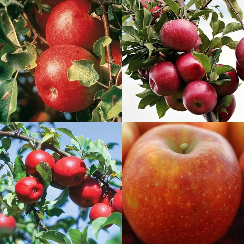 ColdHardy Apple Tree Collection Stark Bro’s