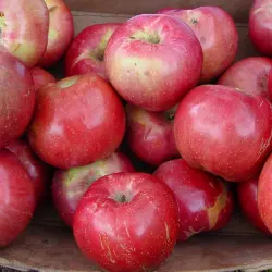 Northern Spy Apples