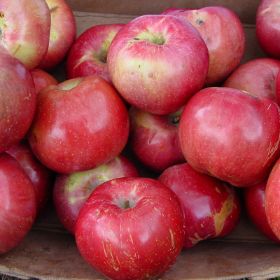 Red Rome Apple Trees For Sale at Ty Ty Nursery