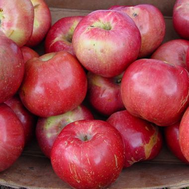 Northern Spy Apples