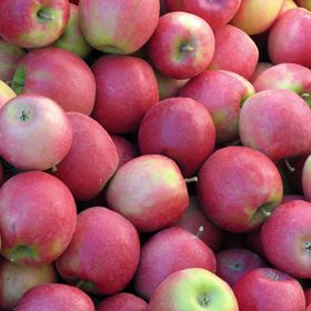 Pink Lady® Apple harvest