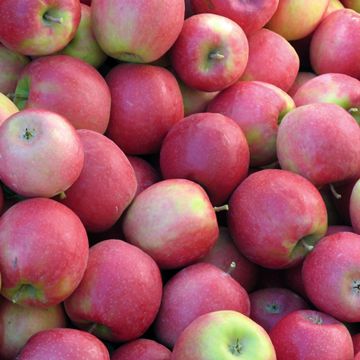 Pink Lady® Apple harvest