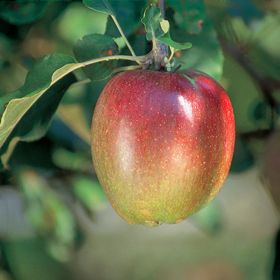 Sheep's Nose Apple