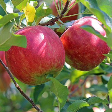 Westfield apples