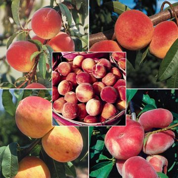 Cream of the Crop Peach Tree Collection