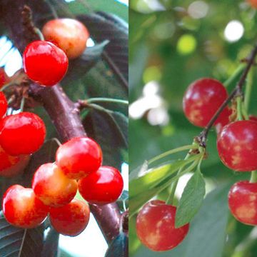 Sweet and Sour Cherries