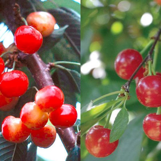 Sweet and Sour Cherries