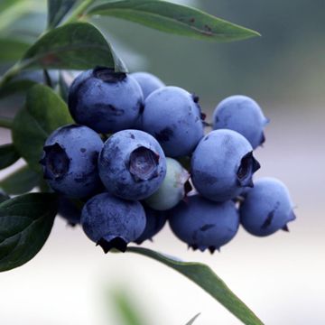 Rubel Blueberries