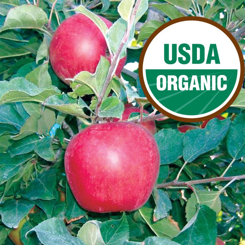 Cameron Select™ Honeycrisp Apple Apple Trees Stark Bro’s