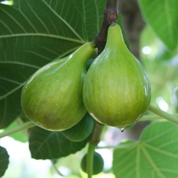 Italian Honey Fig Tree fruiting
