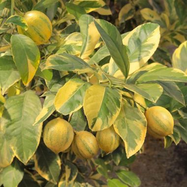 Fruiting Eureka Lemon Tree