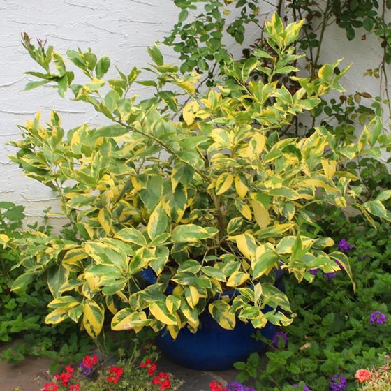 Eureka Lemon Tree