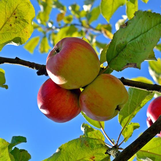 Pink Lady® Apple Tree - Stark Bro's