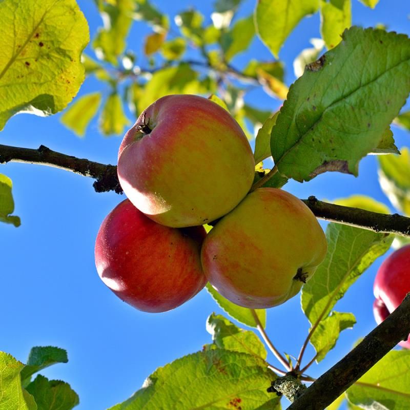 Fresh Organic Ambrosia Apples  Central Market - Really Into Food