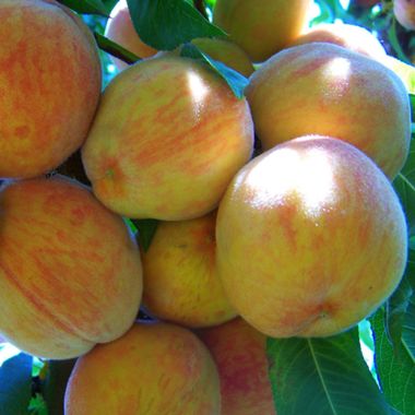 Babygold Peaches
