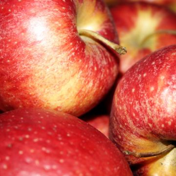 Hyslop Crabapple fruits