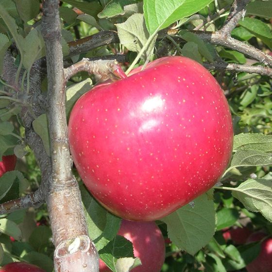 Fuji Red Apple Tree