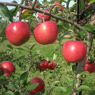 Uniform and ripe Rising Sun® Fuji Apples