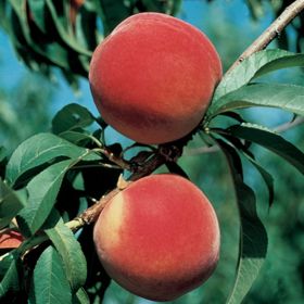 Plump Brightstar® Peaches