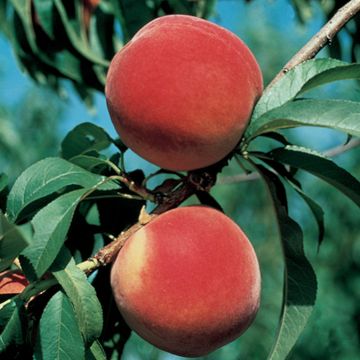 Plump Brightstar® Peaches