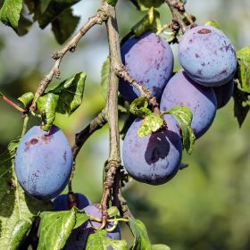 Mount Royal Plums ripening