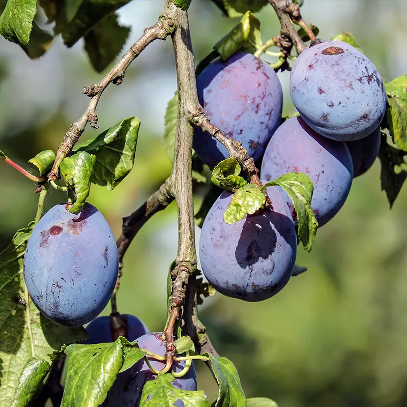Stark Bros. Mount Royal Plum Tree