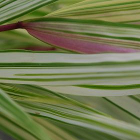 Photo of Fubuki™ Forest Grass