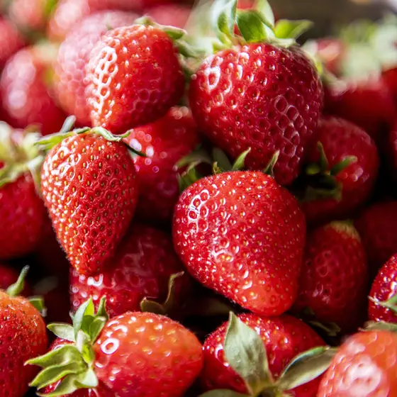 Chandler Strawberries