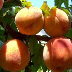 Julyprince Peach Tree