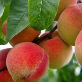 Blazingstar® Peaches
