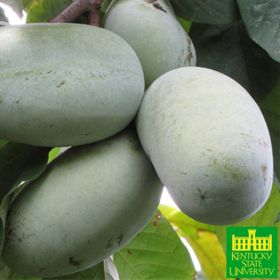 KSU Atwood® Pawpaws