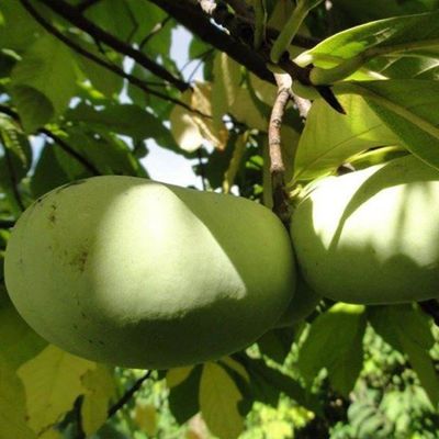 Tallahatchie® Pawpaw fruit